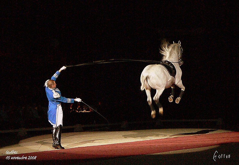 File:Lipizzan (Québec - 15 novembre 2008) (3034932189).jpg