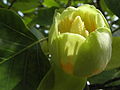 Liriodendron tulipifera