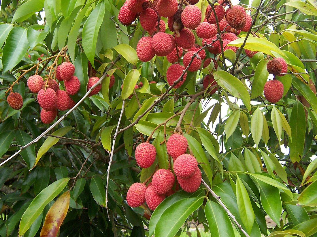 File:Litchi chinensis fruits.JPG