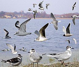 Little Gull from the Crossley ID Guide Britain and Ireland