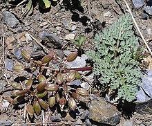 Lomatium erythrocarpum GeneYates2 lg.jpg