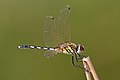 Long-legged marsh glider (Trithemis pallidinervis) male Rajasthan.jpg
