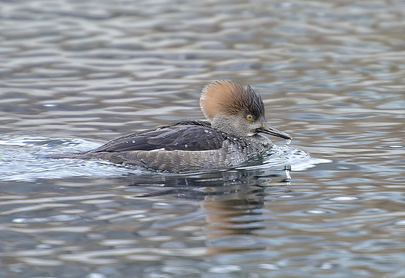 File:Lophodytes cucullatus f Humber Bay.jpg