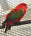 Chattering Lory (Lorius garrulus)