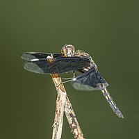 Lucia widow (Palpopleura lucia) immature male Ghana.jpg