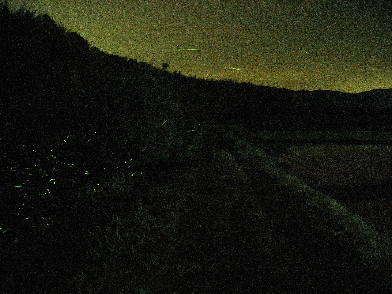 File Luciola Cruciata And Road At Night ゲンジボタルと夜道 Panoramio Jpg Wikimedia Commons