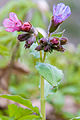 * Nomination Unspotted lungwort (Pulmonaria obscura).--Vivo 11:39, 4 May 2016 (UTC) * Decline It lacks sharpness, sorry, not a QI to me --Poco a poco 17:37, 4 May 2016 (UTC)