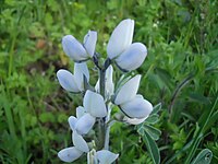 The flowers of Lupinus albus