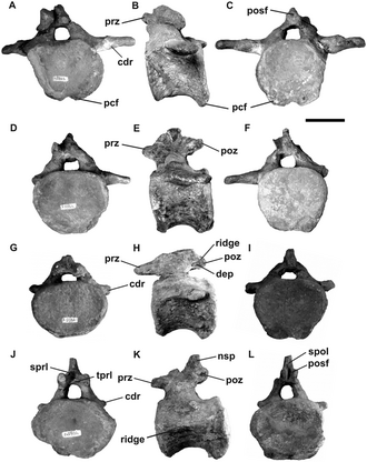 Caudal vertebrae of Lusotitan Lusotitan caudals.png