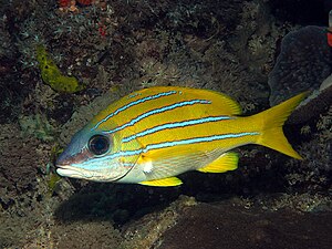 Common Bluestripe Snapper