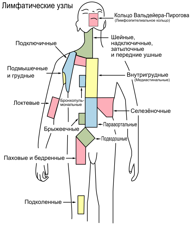 File:Lymph node regions-ru.svg - Wikimedia Commons neck lymph node levels diagram 