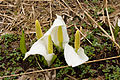 ミズバショウ Lysichiton camtschatcense