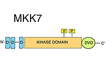 The architecture of MKK7: Box-model illustration of the structure of MKK7. MKK7.jpg