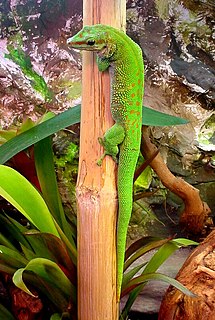 <i>Phelsuma madagascariensis</i> Species of lizard