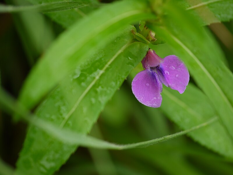 File:Magenta Balsam (6031706917).jpg