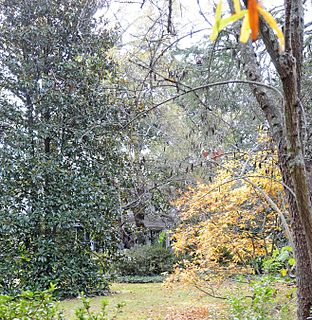 Magnolia (Bennettsville, South Carolina) Historic house in South Carolina, United States