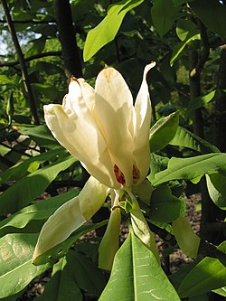 Magnolia tripetala JPG1b.jpg