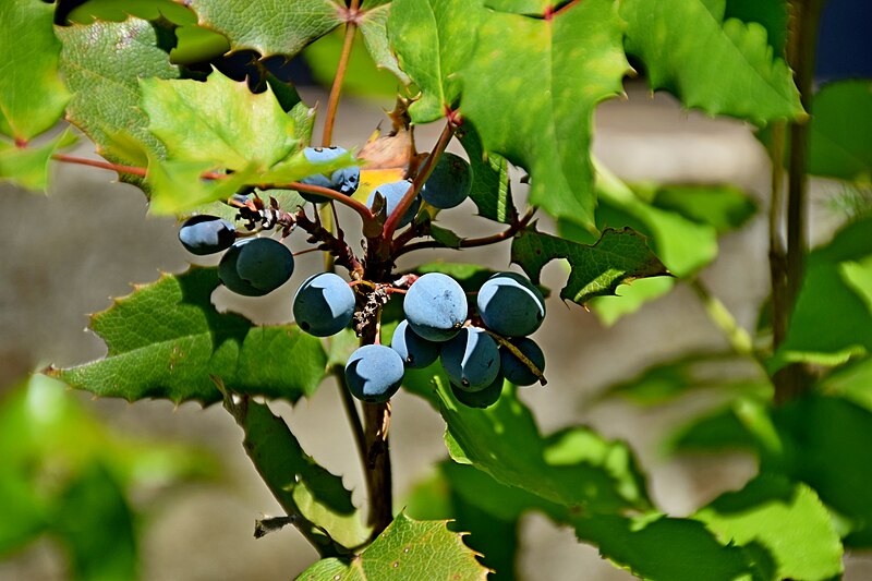 File:Mahonia aquifolium in Jardin des plantes de Montpellier 04.jpg