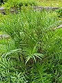 Mai22: Cirsium eriophorum letztjährig