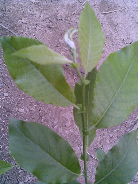 File:Malpighiales - Salix cinerea 8 - 2011.06.05.jpg