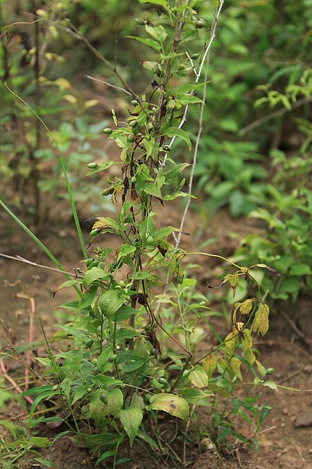 Stemona japonica