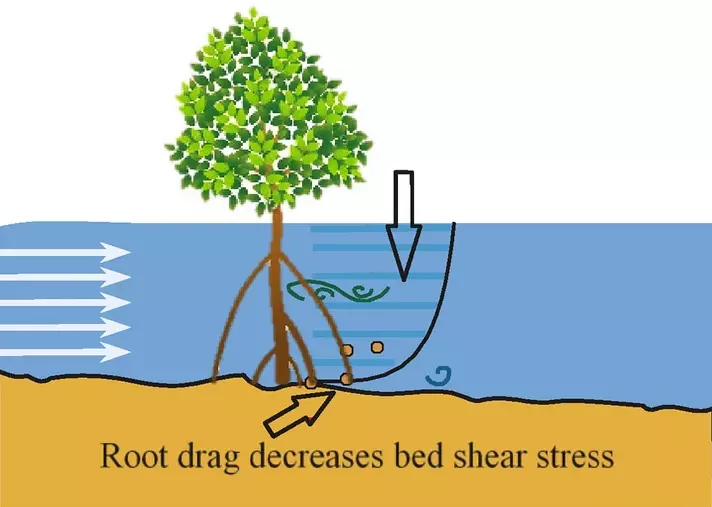 File:Mangrove root drag decreases bed shear stress.webp