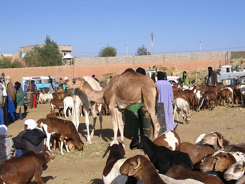 صورة:MarcheTamanrasset5.jpg