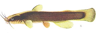 <i>Noturus insignis</i> Species of fish