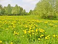 Mariendorf - Loewenzahnfruehling (Dandelion Spring) - geo.hlipp.de - 36155.jpg