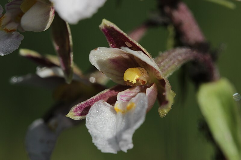 File:Marsh Helleborine - Epipactis palustris (19082192565).jpg