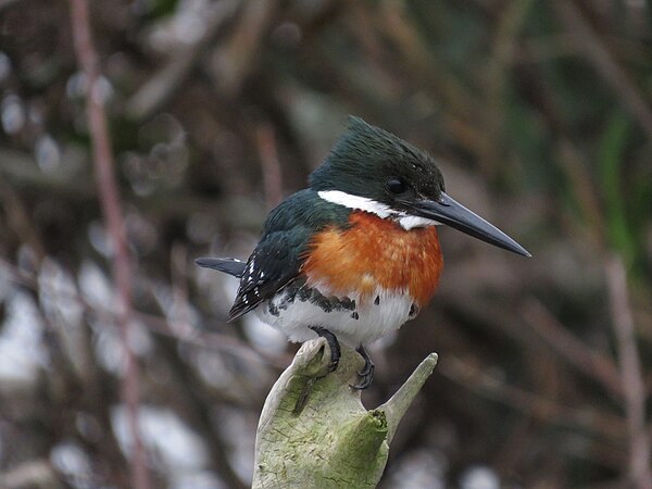 A male Green Kingfisher (Chloroceryle americana) perched on a branch, seen from the front, observed at the Iberá Provincial Park in Corrientes, Argentina. Photo by Ezequiel Ignacio Vera