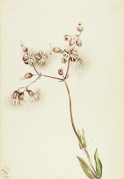 File:Mary Vaux Walcott - Bladder Campion (Silene latifolia) - 1970.355.155 - Smithsonian American Art Museum.jpg