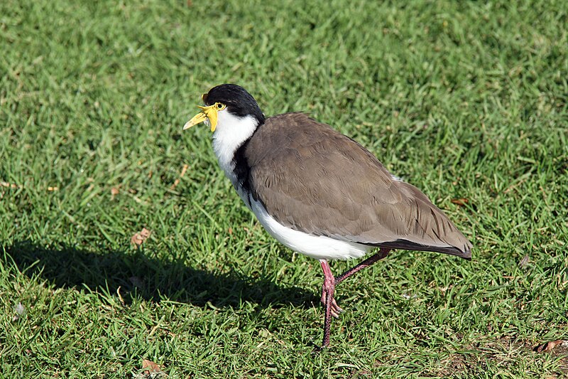 File:Masked Lapwing - Flickr - GregTheBusker (1).jpg