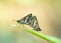 * Nomination Mating pair of Halpe porus - Bispot Banded Ace. By User:Sarpitabose --Bodhisattwa 13:24, 1 December 2022 (UTC) * Decline  Oppose not enough in focus. Legs obscured --Charlesjsharp 17:54, 5 December 2022 (UTC)