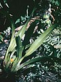 Maxillaria discolor - pl.jpg