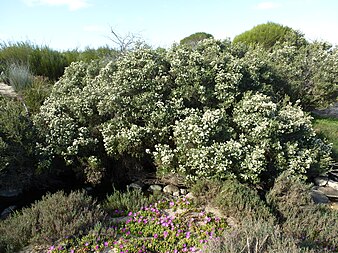 M. ordinifolia growth habit Melaleuca ordinifolia (habit).JPG