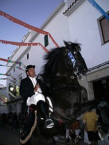 Menorquín horse ridden by caixer at festes