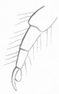 Mesocoelopus niger larva leg Dufour.png