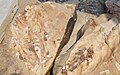 Mesosaurus Fossils (37716422821).jpg