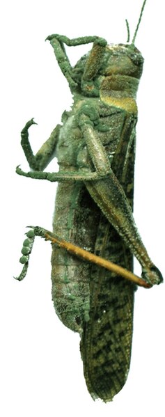 File:Metarhizium acridum infecting locust (PLoS).jpg