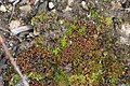 Microbryum curvicollum