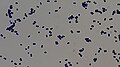 Micrococcus in Gram stain.jpg