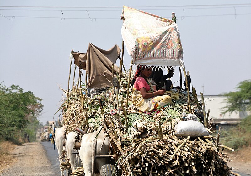 File:Migratory sugarcane cutter communities struggling for livelihood - carrying sugarcane factory, Koregaon-Satara, Maharashtra, December 2018.jpg