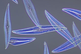 <i>Pleurosigma</i> Genus of diatoms