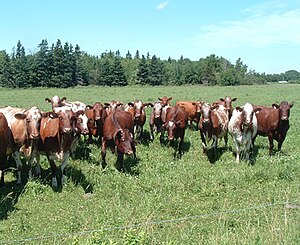 Milking shorthorns.JPG