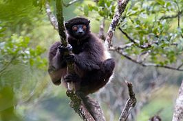 Milne-Edwards' sifaka