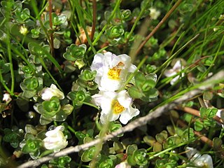 <i>Thyridia repens</i> species of plant