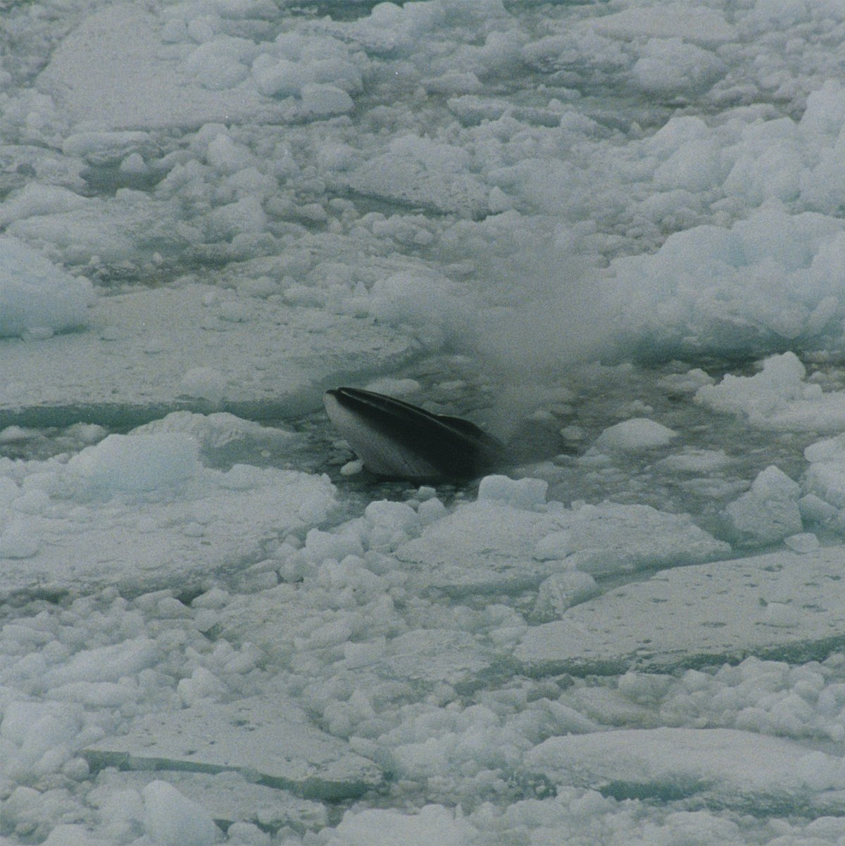 antarctic animals whales