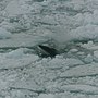 Vignette pour Petit rorqual de l'Antarctique