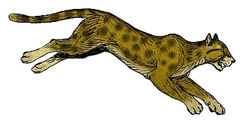 Restoration of the Pliocene-Pleistocene Miracinonyx, or American cheetah Miracinonyx inexpectatus.jpg